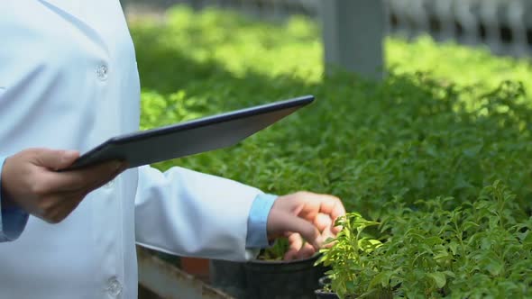 Female Biology Specialist Examining Greenhouse Plants Typing Information Tablet