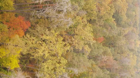 Vertical Video Autumn Forest with Trees in Ukraine Slow Motion alt