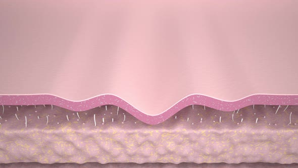 Animation Skin Layer Wrinkle smoothing