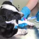 The Work of a Veterinarian in a Modern Clinic - VideoHive Item for Sale