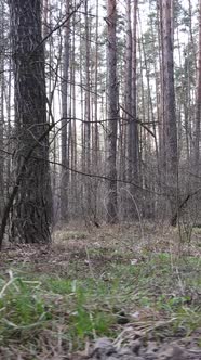 Vertical Video of the Forest Landscape Aerial View Slow Motion alt