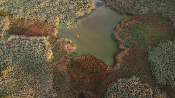 Lake Surrounded by Vegetation Aerial View