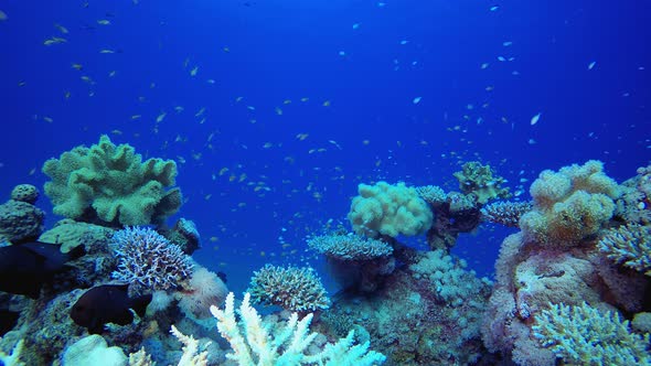 Reef Coral Underwater