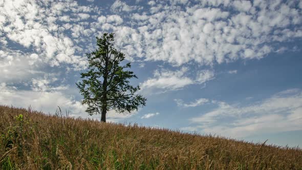 Tree and Clouds alt