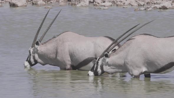 Oryx Quenching Thirst