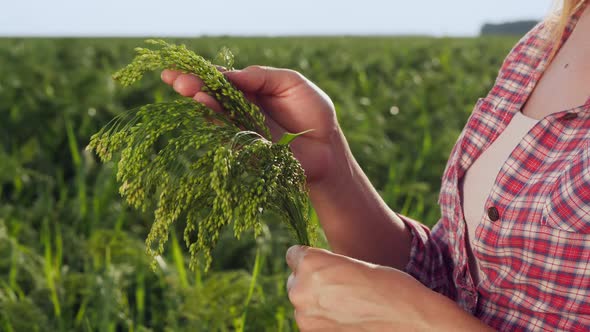 Woman Examines Ripening Millet in the Field, Closeup Hands alt
