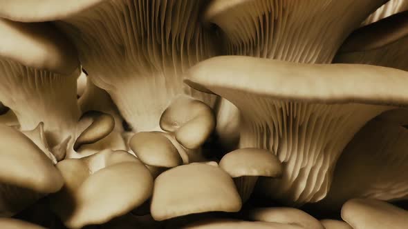 Growing mushrooms time lapse. Mycelium close-up yellow light.