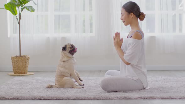 Beautiful Asian woman practice yoga lotus pose with dog pug breed enjoy and relax alt