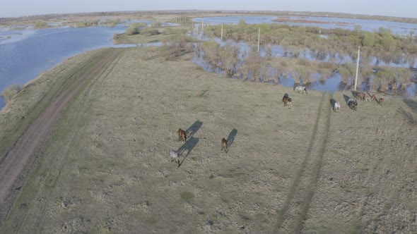 The Horse Herd Graze Along the Shore of the Lake. Wild Horses in Nature