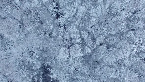 Winter snow forest video fly drone aerial view of frozen Russia