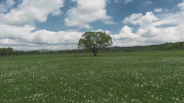 Beautiful panorama with field of white daffodils.