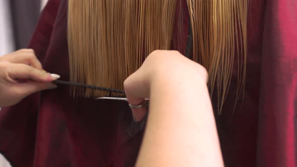 Women Hairdresser Hands Cut Women Blonde Hair with Scissors