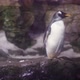 Gentoo penguin preening on snowy rock - VideoHive Item for Sale