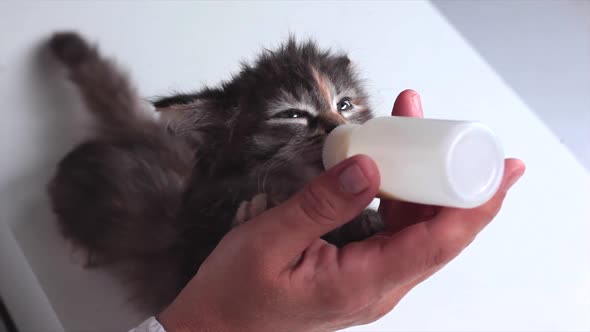 Kitten With Pleasure Eats a Milk