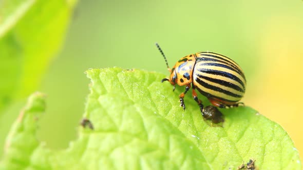 Colorado Potato Beetle Eats A Leaf alt