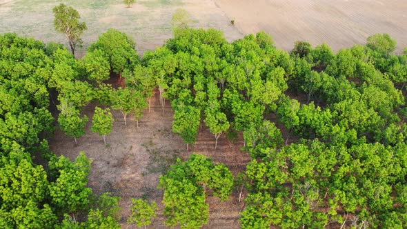 Aerial view of the forest.