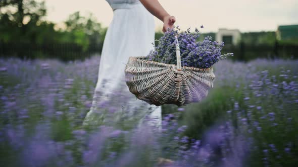 Girl in a Summer Dress Carries a Basket Full of Lavender Past the Lavender Bushes in the Garden