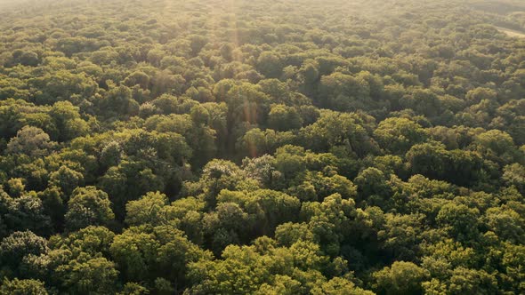 Top View of Fly Over Forest Trees alt