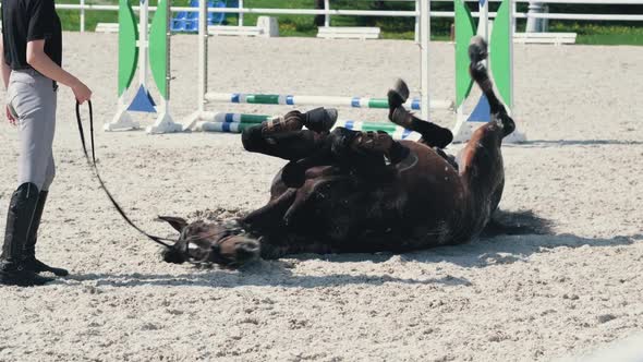 A Brown Stallion is Lying on the Sand at the Feet of His Female Athlete Rider on a Summer Day