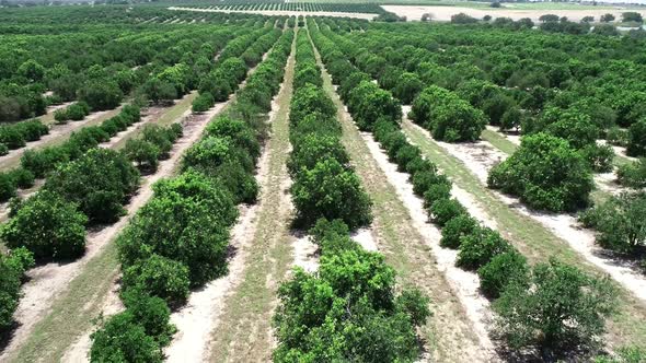 Haines City, Florida - Aerial view of an orange grove in Central Florida. alt