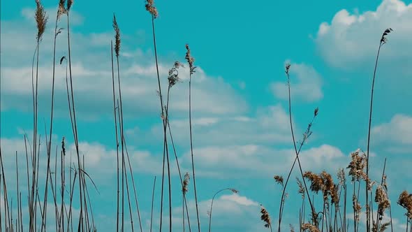 A small bird flies up from the reeds.