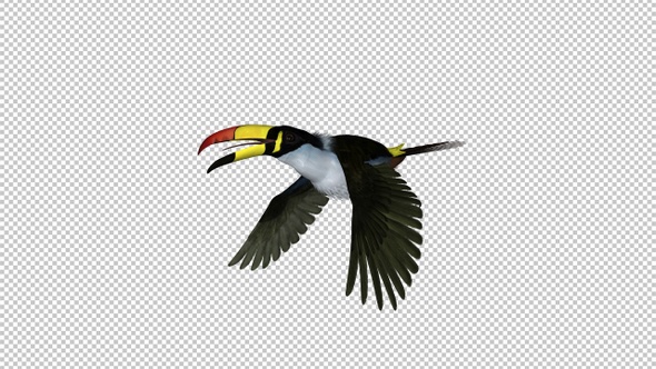 Mountain Toucan Bird - Flying Loop - Side Angle View - Resizable Close-Up - Alpha Channel