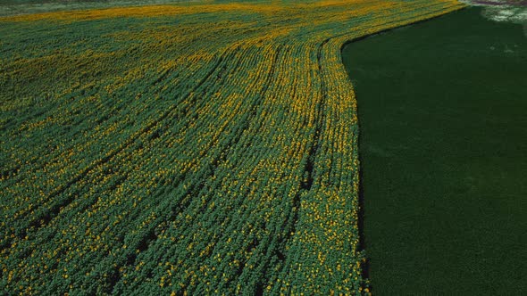Aerial Drone View Flight Over Sunflower Field on Sunny Summer Day alt