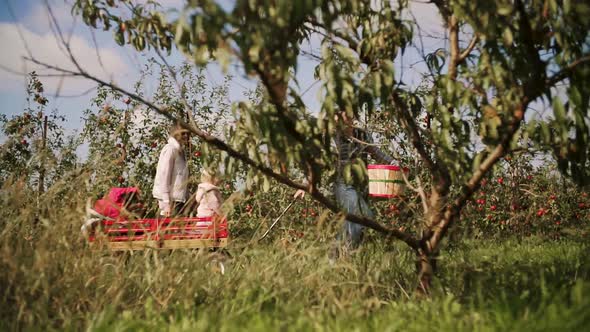 Family in Apple Orchard on Farm. Dad Takes the Kids in a Cart. Slow Motion alt