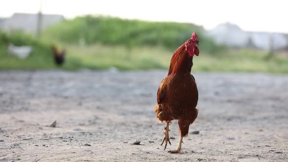 brown domestic rooster chicken is walking on eco home farm. One hen bird in nature on backyard 