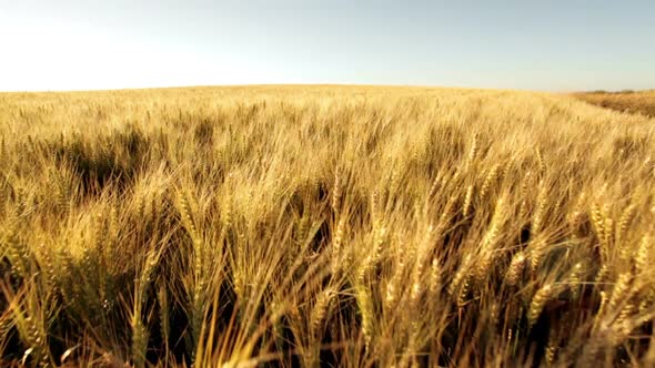 Crane Shot Over Huge Dry Wheat Field