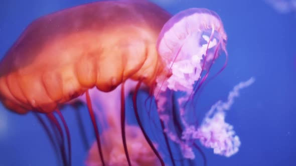 Jellyfish swimming in an aquarium