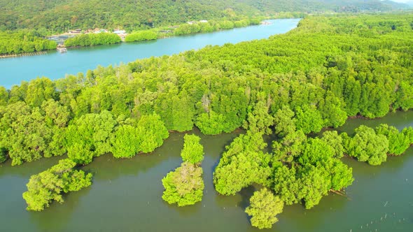 An island-shaped mangrove forest in the middle of a river mouth near the sea. alt