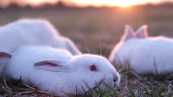 Group of Little White Rabbits in the Sunlight, Stock Footage | VideoHive