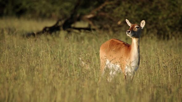 Red Lechwe Antelope In Grassland alt