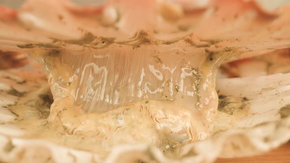 Opened Shell of Live Sea Scallop Lying in Bright Studio alt