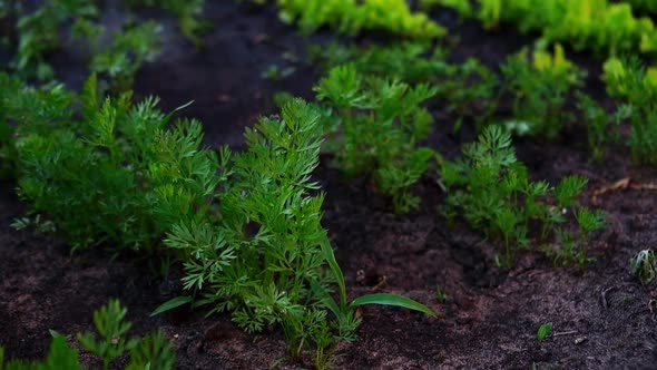 Agrarian Life Woman Gardener Watering Hose the Garden in Backyard Firstperson Experience alt