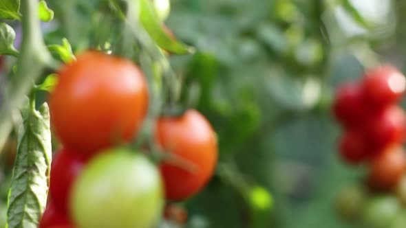 Harvesting Tomatoes. Close-up