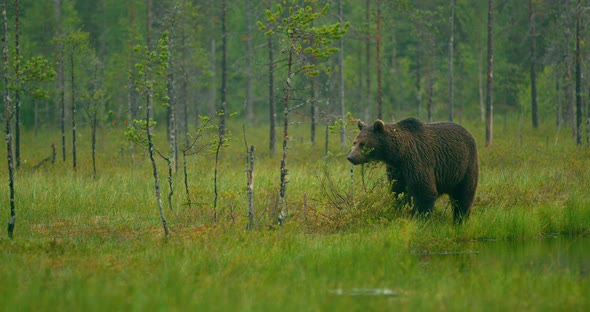 Free Large Adult Brown Bear Walking in the Forest at Night