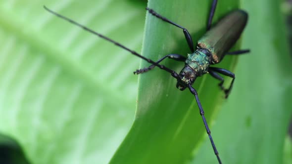Long-horned Beetle  in the Wild