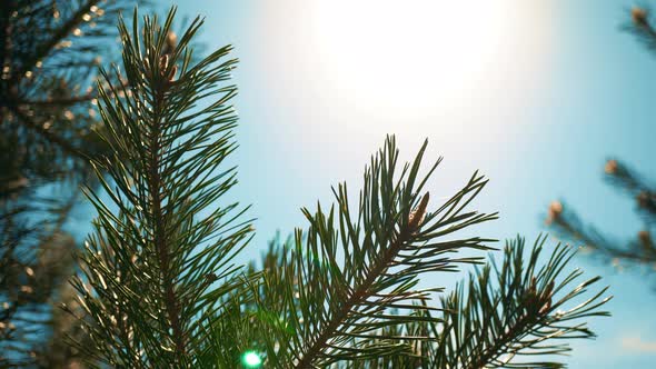 Spruce On The Sky Background alt