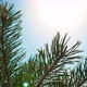 Spruce On The Sky Background - VideoHive Item for Sale
