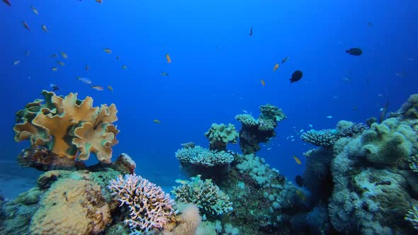 Coral Garden Fish Scene alt