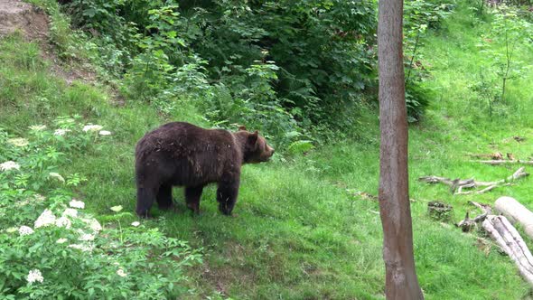 Brown bear in the forest 