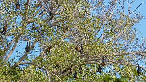 Indian Flying Fox Pteropus Medius, Formerly Pteropus Giganteus alt