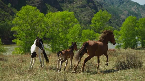 Horse with Cub Runs Along Meadow Grass Against Mountain alt
