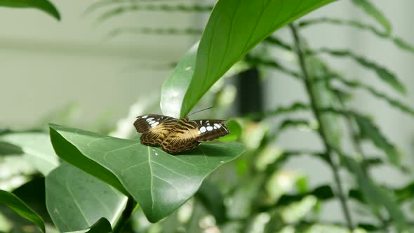 Butterfly in natural habitat alt