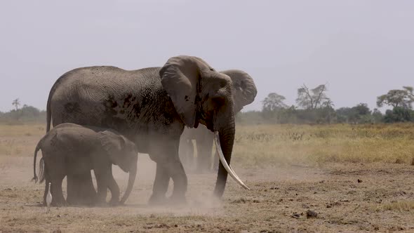 Elephants in the Maasai Mara