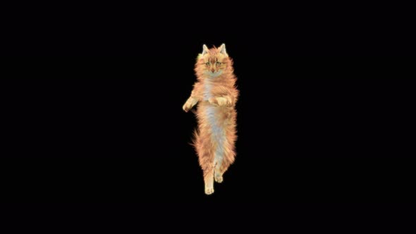 Cat Dancing 4K alt