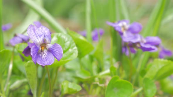 Common European violet flower buds also known as Viola Odorata in the garden 4K 2160p UHD footage -  alt