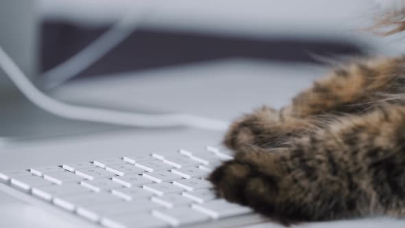 typing cat